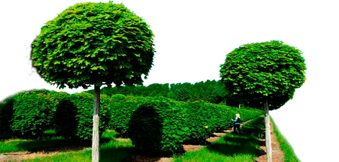 Обрезка деревьев