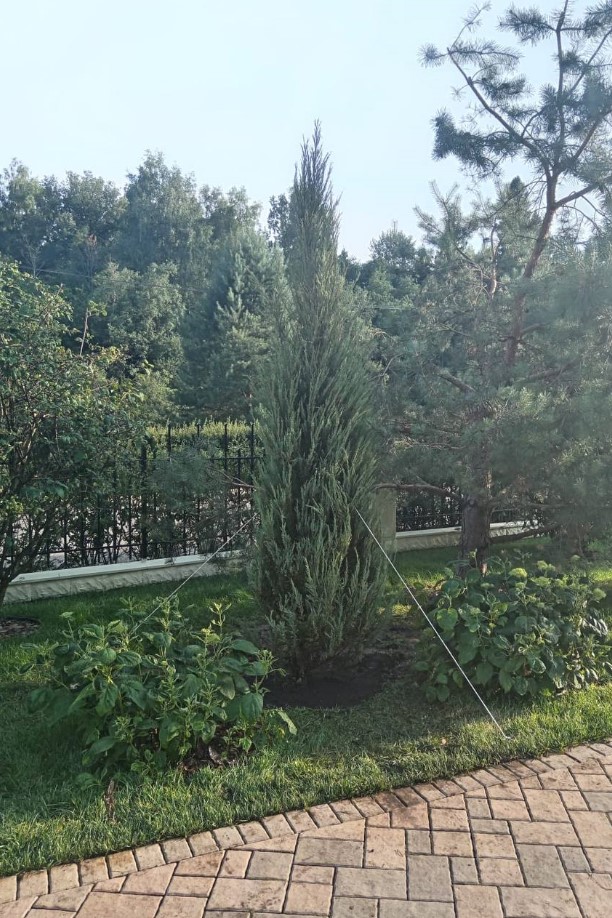 Каблинг деревьев